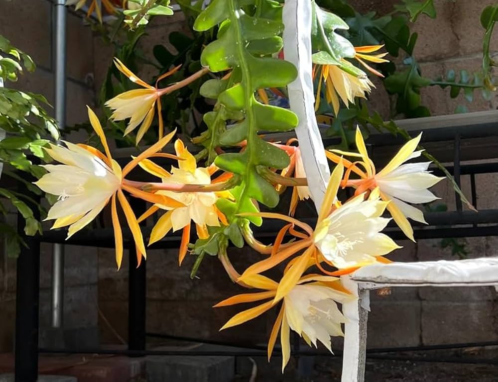 Epiphyllum Anguligar Flower seeds for Planting Sun Loving Heirloom & GMO Free Seeds for Home Garden 
 
 Sale