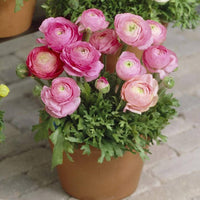 Pink Ranunculus Flower seeds for Planting Low Maintenance Heirloom & GMO Free Seeds for Home Garden