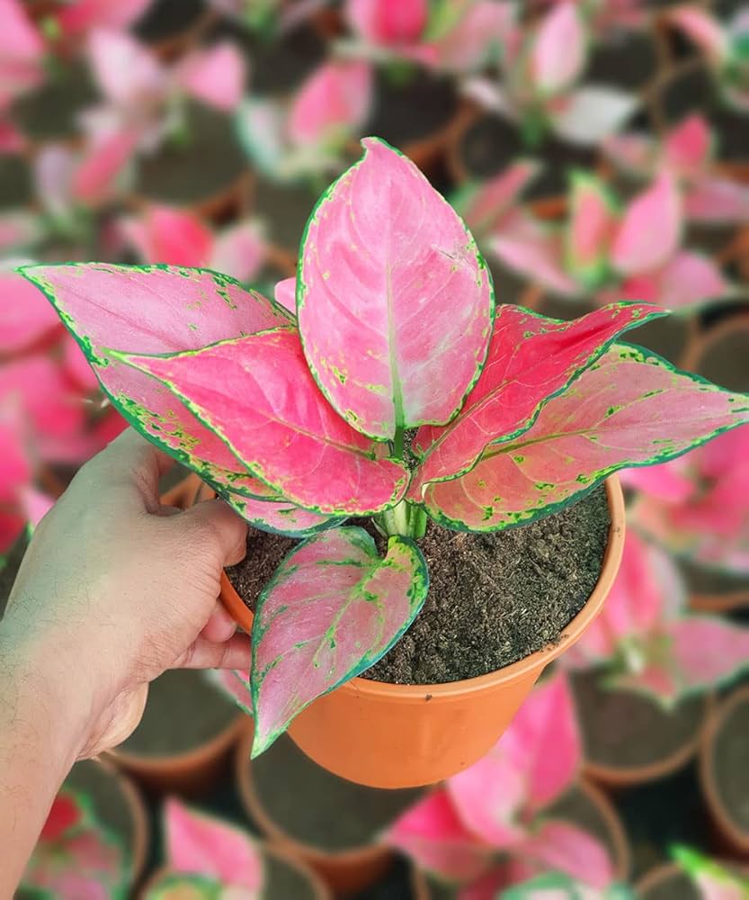Mix Pink Aglaonema Flower seeds for Planting - Long Bloom Season, Heirloom & GMO Free Seeds for Home Garden