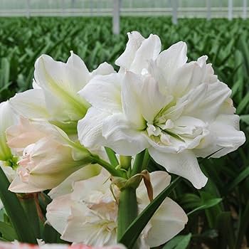 White Green Amaryllis Flower Seeds for Planting Bright Blooms Heirloom & GMO Free Seeds for Home Garden
 
 Sale