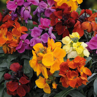 Mixed Erysimum Flower seeds for Planting - Shade Tolerant, Heirloom & GMO Free Seeds for Home Garden