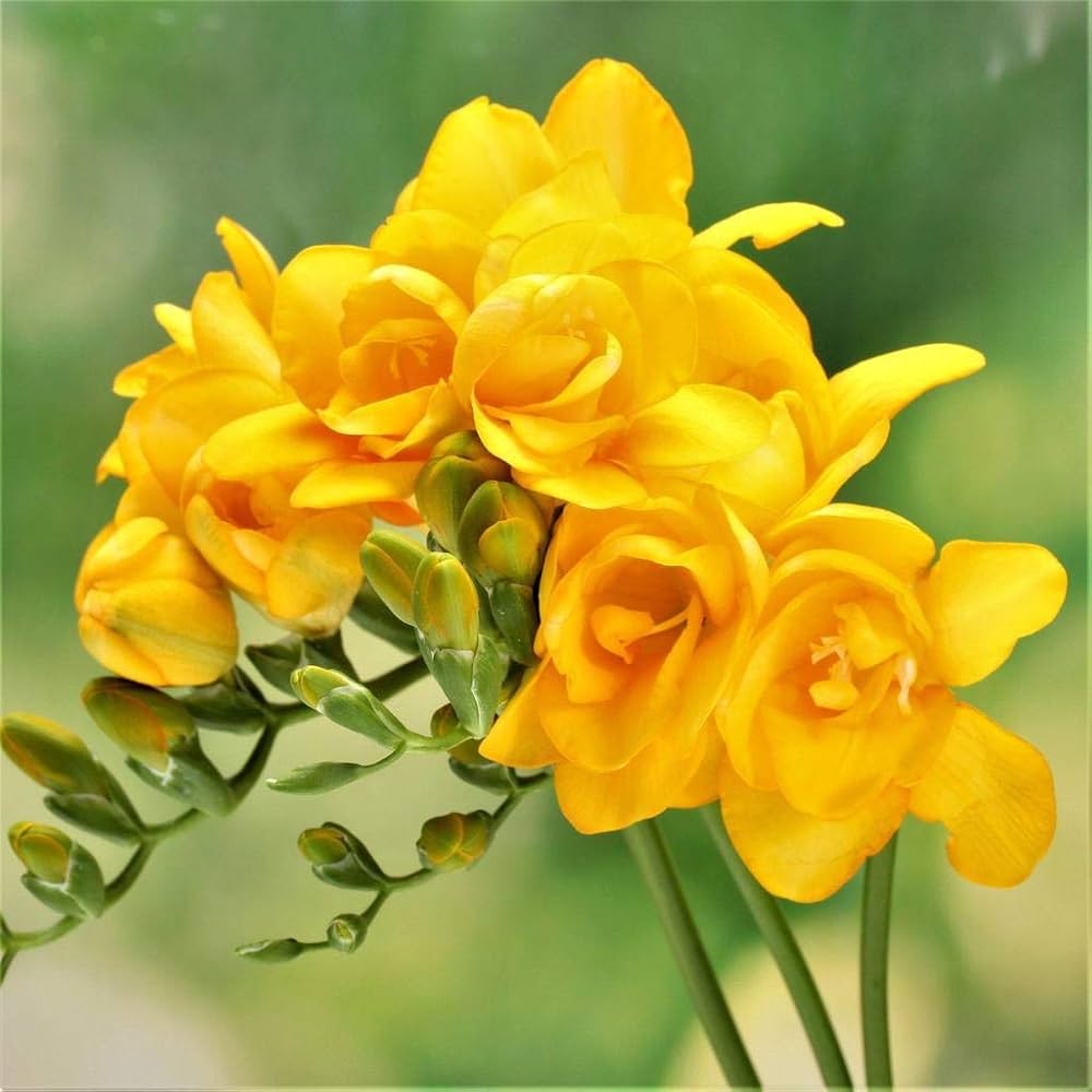 Yellow Fragrant Flower Seeds Planting Guide