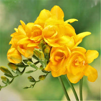 Yellow Fragrant Flower Seeds Planting Guide
