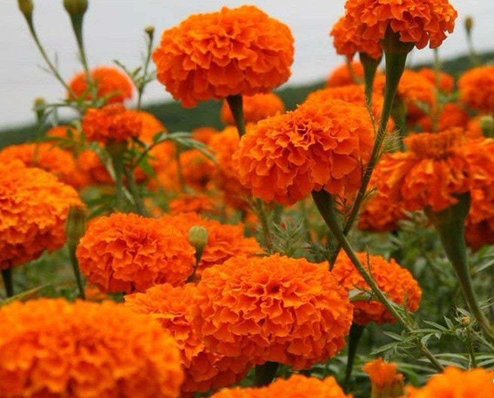 Marigold Flower seeds for Planting Drought Tolerant Heirloom & GMO Free Seeds for Home Garden
