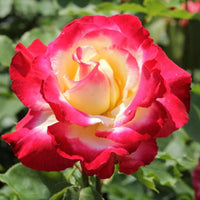 Double Delight Rose Flower seeds for Planting Drought Tolerant Heirloom & GMO Free Seeds for Home Garden