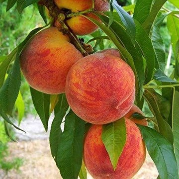 Peach Fruit Seeds Collection for Home Planting  Grow Juicy Peaches