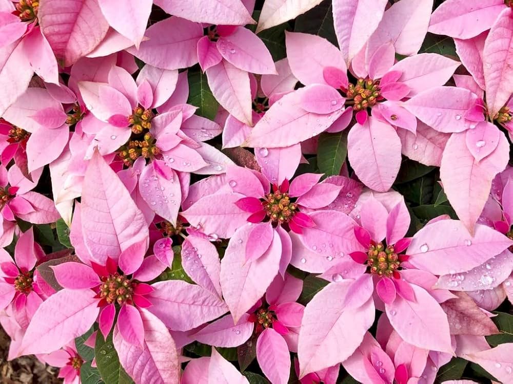 Light Pink Euphorbia Pulcherrima Flower seeds for Planting - Pollinator Friendly, Heirloom & GMO Free Seeds for Home Garden