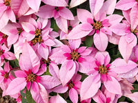 Light Pink Euphorbia Pulcherrima Flower seeds for Planting - Pollinator Friendly, Heirloom & GMO Free Seeds for Home Garden