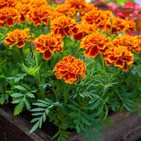 Mixed Sinensis Patula Flower seeds for Planting - Garden Favorite, Heirloom & GMO Free Seeds for Home Garden