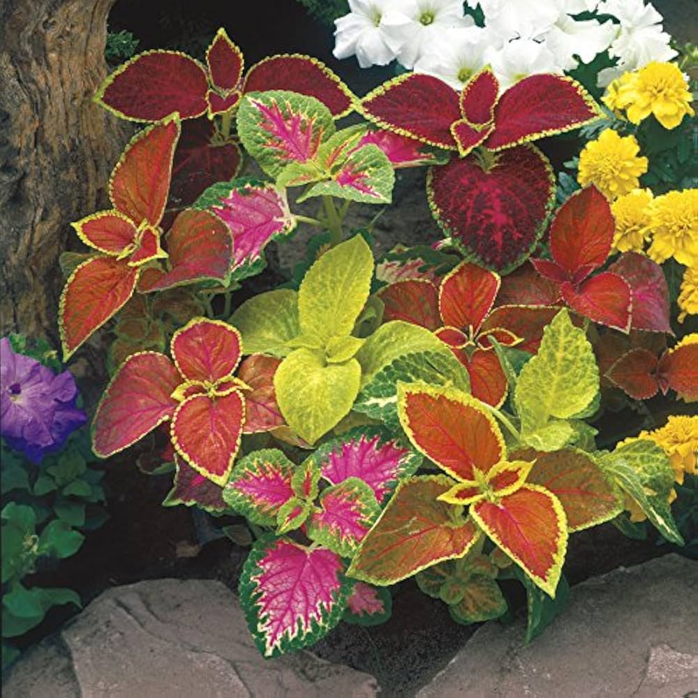Coleus Fairway Mix Seeds for Planting Easy Moon Garden Foliage Displays