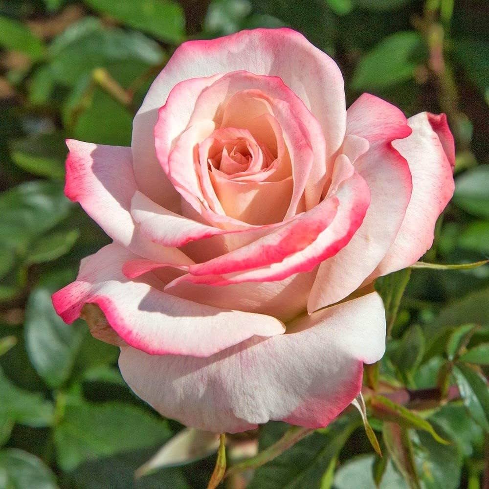 White Pink Rose Flower seeds for Planting Easy to Grow Heirloom & GMO Free Seeds for Home Garden 
 
 Sale