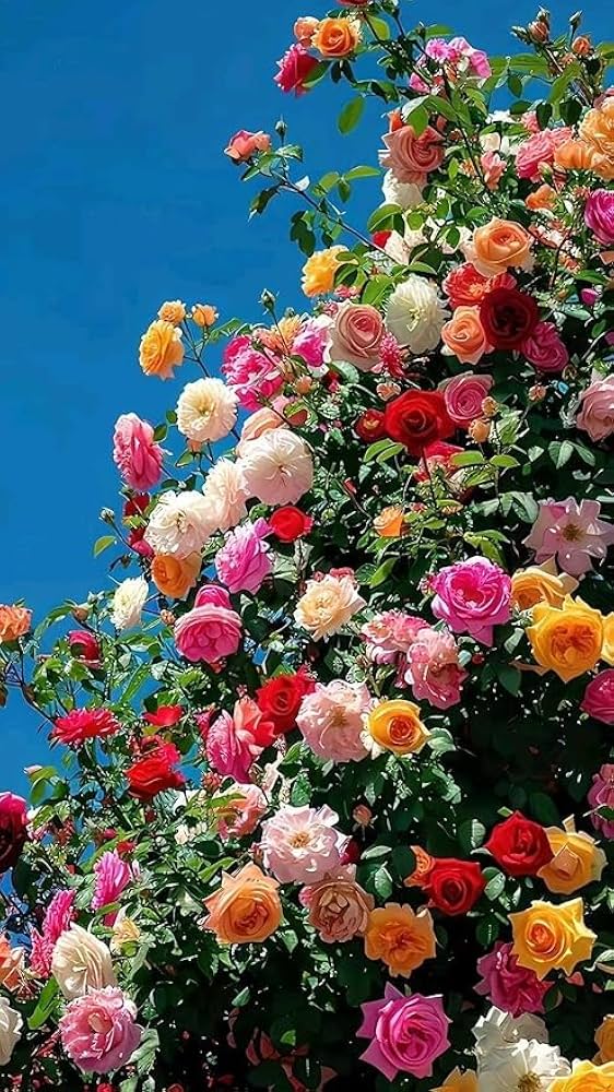 MultiColor Rose Flower Seeds for Planting Easy to Grow Heirloom & GMO Free Seeds for Home Garden
 
 Sale