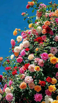 MultiColor Rose Flower Seeds for Planting Easy to Grow Heirloom & GMO Free Seeds for Home Garden
 
 Sale