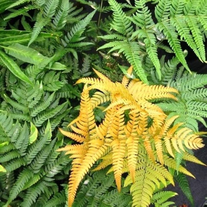 Yellow Fern Pteridophyta for Planting Sun Loving Heirloom & GMO Free Seeds for Home Garden
 
 Sale