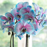 Blue Pink Phalaenopsis Orchid Seeds Flower seeds for Planting Shade Tolerant Heirloom & GMO Free Seeds for Home Garden