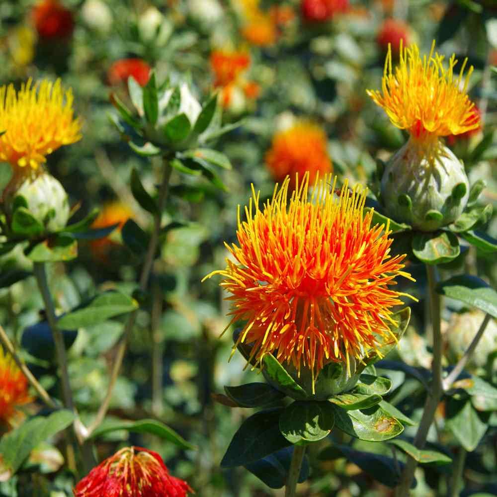 Safflower Flower seeds for Planting Hardy Variety Heirloom & GMO Free Seeds for Home Garden