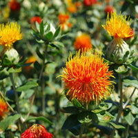 Safflower Flower seeds for Planting Hardy Variety Heirloom & GMO Free Seeds for Home Garden