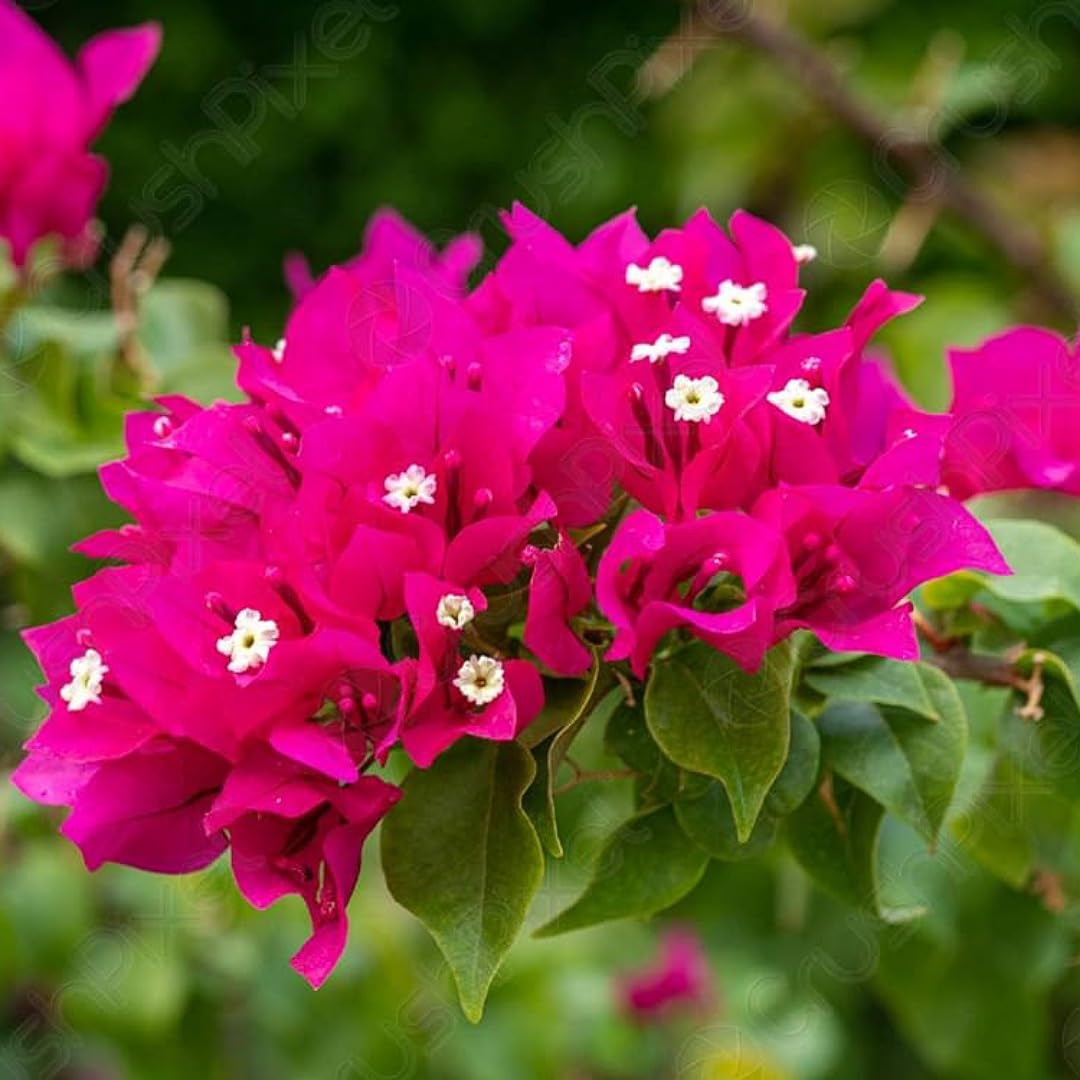 Bougainvillea Spectabilis Plant Seeds for Bright, Climbing Flowers