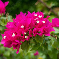 Bougainvillea Spectabilis Plant Seeds for Bright, Climbing Flowers