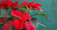 Red Green Poinsettia Flower seeds for Planting Rich Fragrance Heirloom & GMO Free Seeds For Home Garden 
 
 Sale