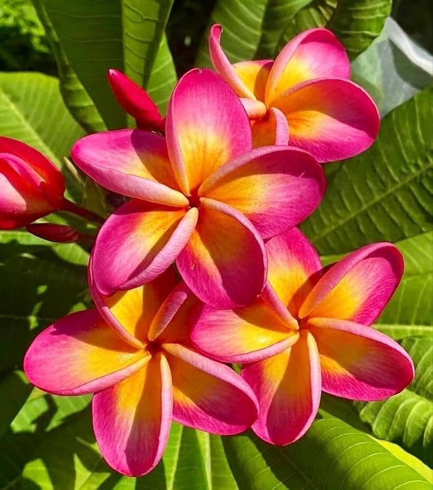 Dark Pink Frangipani Flower seeds for Planting - Cottage Garden Essential, Heirloom & GMO Free Seeds for Home Garden