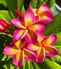 Dark Pink Frangipani Flower seeds for Planting - Cottage Garden Essential, Heirloom & GMO Free Seeds for Home Garden