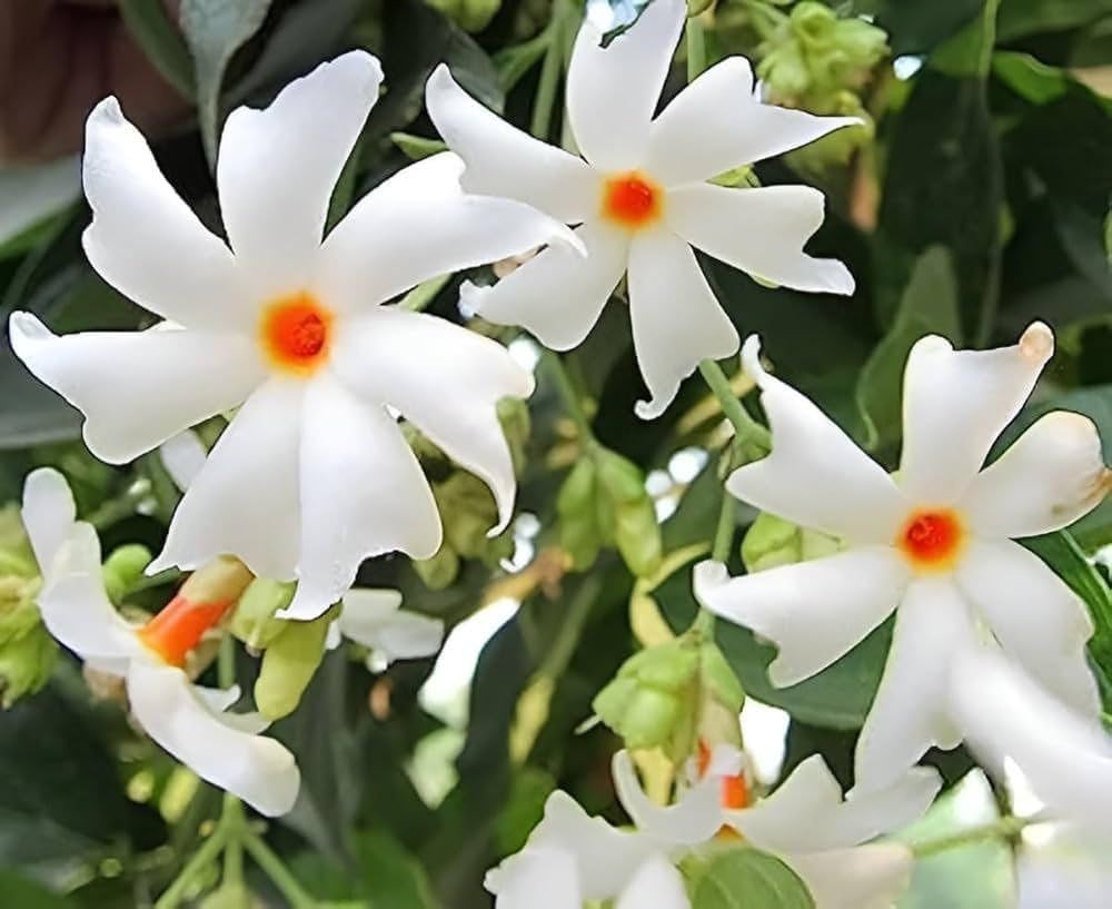 Coral Jasmine Flower Planting Seeds for Vibrant Garden Blooms