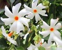 Coral Jasmine Flower Planting Seeds for Vibrant Garden Blooms