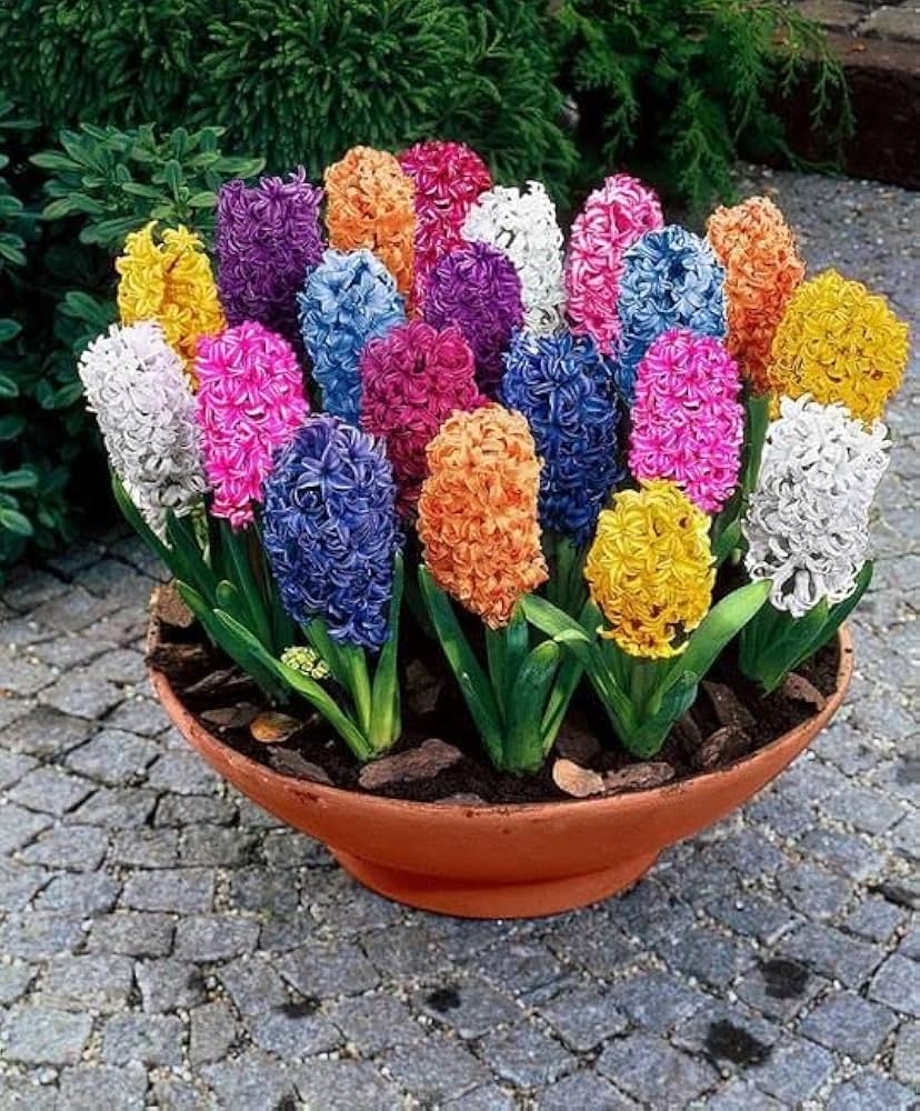MultiColour Hyacinthus Orientalis Flower seeds for Planting Premium Quality Heirloom & GMO Free Seeds for Home Garden 
 
 Sale
