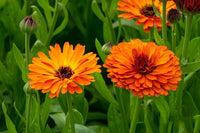 Light Orange Verbena Flower Seeds for Planting Low Maintenance Heirloom & GMO Free Seeds for Home Garden
 
 Sale