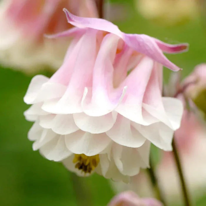 Pink White Petticoat Flower seeds for Planting - Garden Favorite, Heirloom & GMO Free Seeds for Home Garden