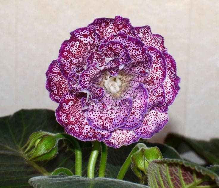 Burgundy Gloxinia Flower seeds for Planting - Cut Flower Favorite, Heirloom & GMO Free Seeds for Home Garden