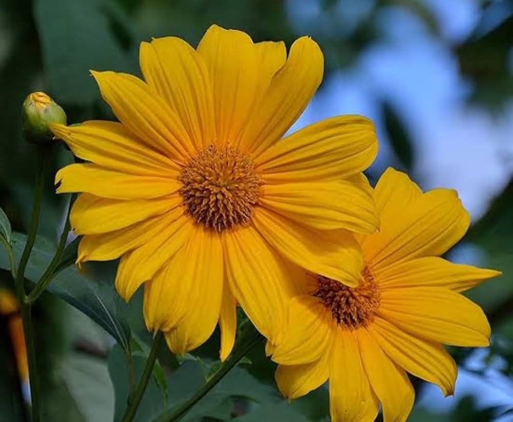 Tithonia Diversifolia SunFlower seeds for Planting Shade Tolerant Heirloom & GMO Free Seeds for Home Garden