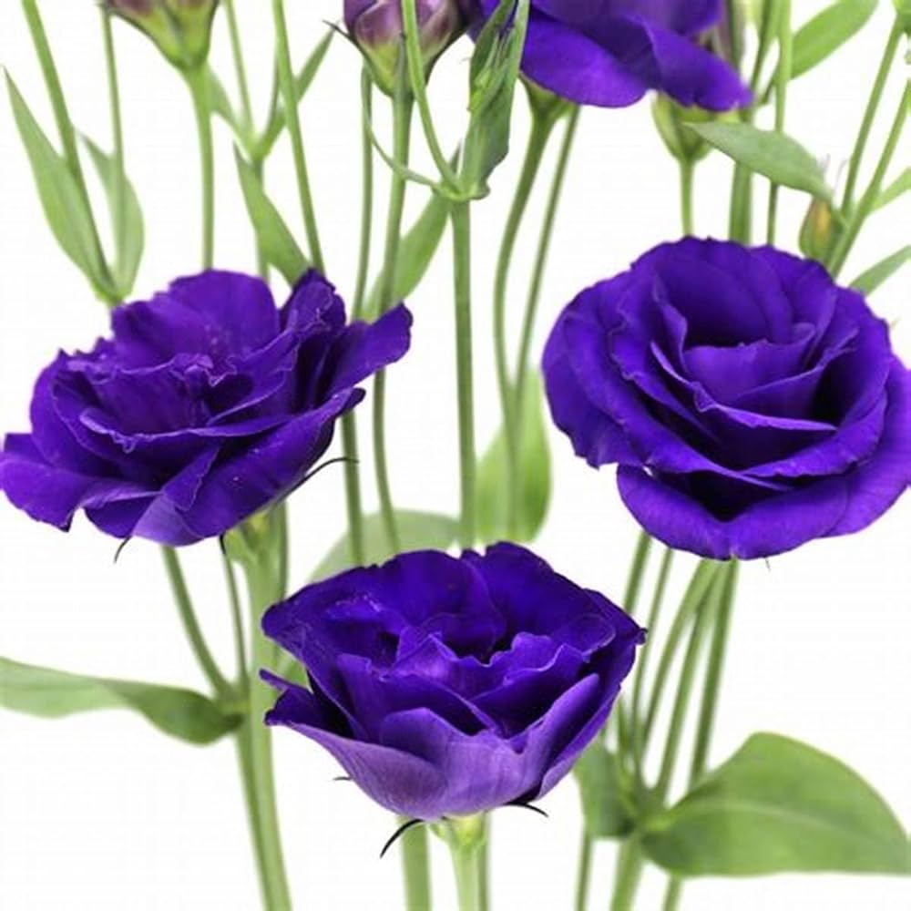 Violet Lisianthus Flower seeds for Planting - Sun Loving, Heirloom & GMO Free Seeds for Home Garden