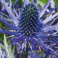 Purple Eryngium Alpinum Superbum Seeds for Planting - Perennial Flower Seeds for Garden Elegance