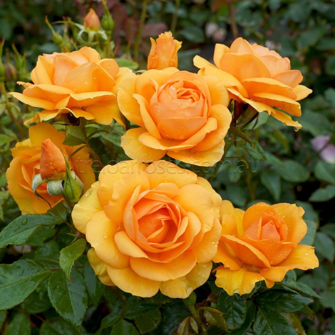 Dark Yellow Rose Flower Seeds for Planting – NonGMO Heirloom Garden Seeds Perfect for Borders
 
 Sale