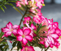 Rare Red Desert Rose Seeds – Unique, Hardy Desert Flower for Your Garden