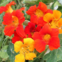 Heirloom Nasturtium Flower seeds for Planting Wildflower Mix Heirloom & GMO Free Seeds for Home Garden