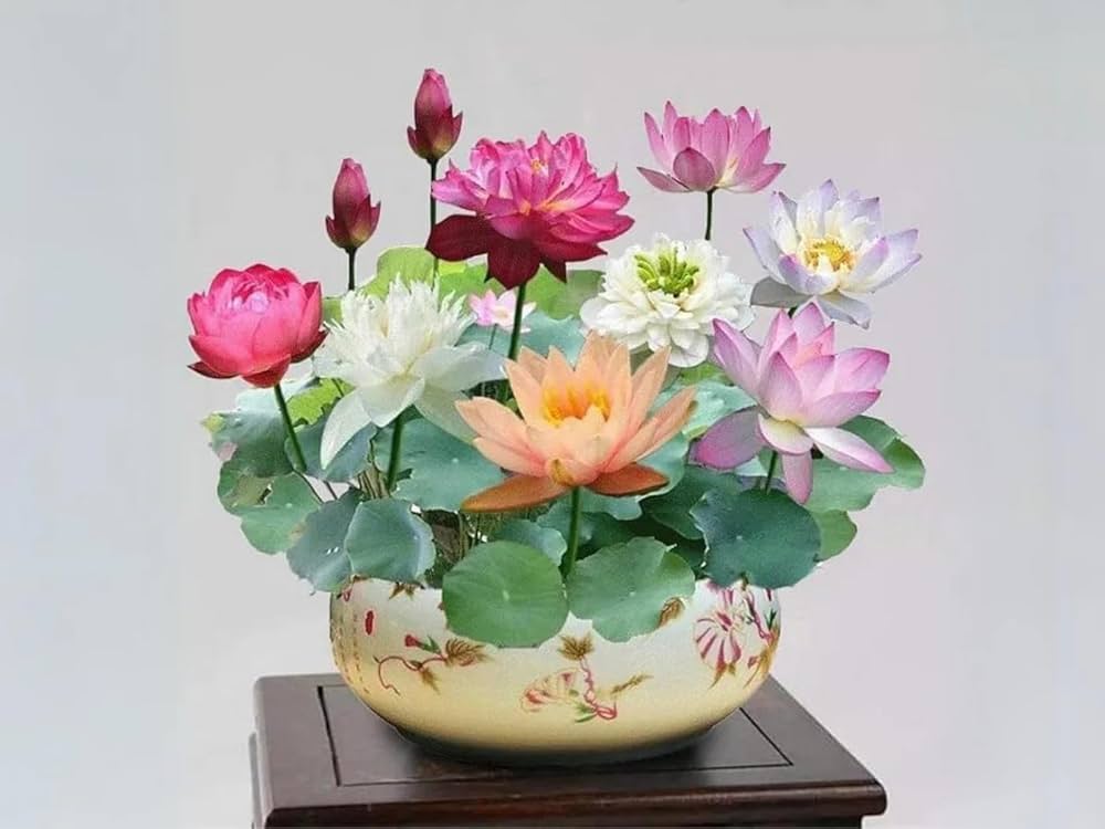 Mini Rainbow Bonsai Flower Seeds for Vibrant, Small Bonsai Flowers