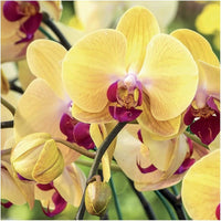 Yellow Phalaenopsis Orchid Flower seeds for Planting - Sun Loving, Heirloom & GMO Free Seeds for Home Garden