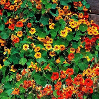 Nasturtium Tall Rollier Tropaeolum majus Seeds for Planting flower bed cottage garden