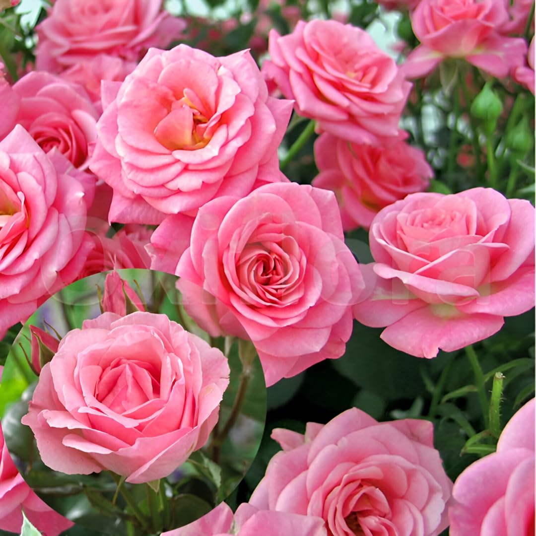 Rose Queen Elizabeth Flower seeds for Planting - Vibrant Colors, Heirloom & GMO Free Seeds for Home Garden