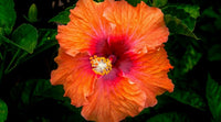 Dark Orange Hibiscus Flower seeds for Planting Long Bloom Season Heirloom & GMO Free Seeds for Home Garden 
 
 Sale