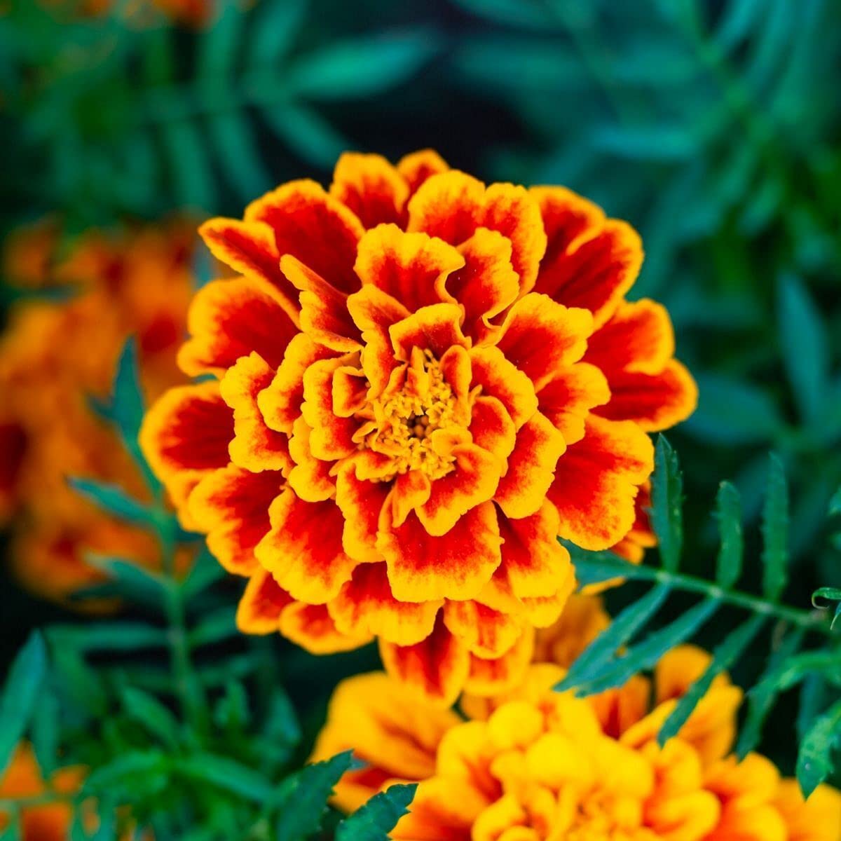 Marigold Tagetes Flower Seeds