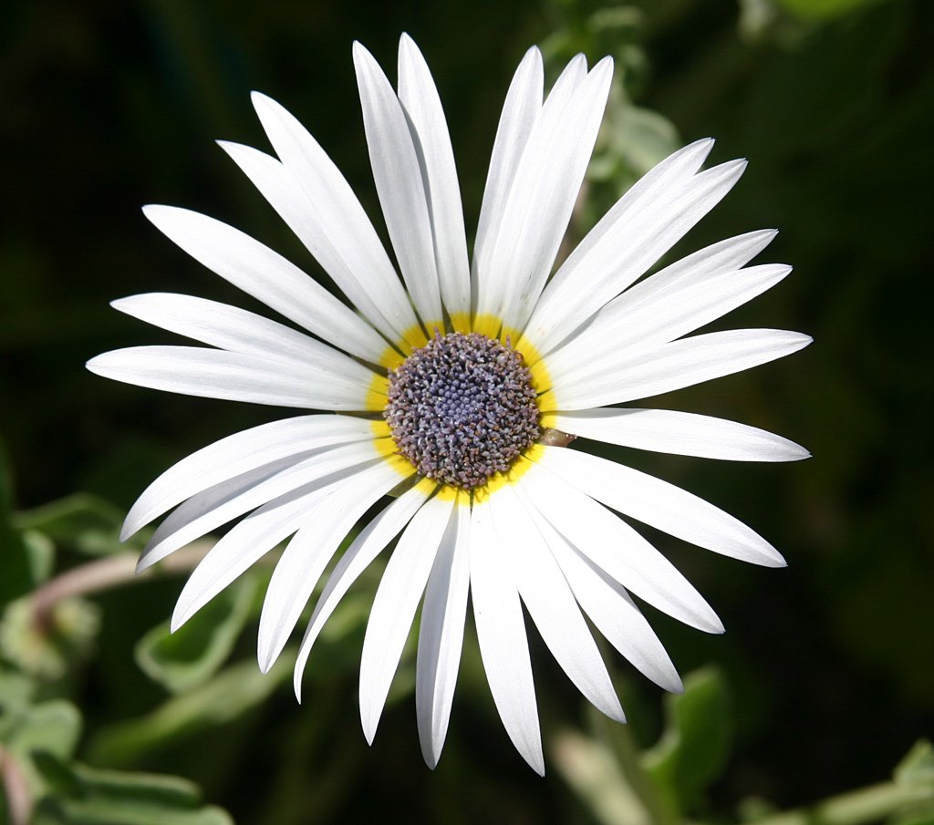 White Arctotis Grandis Seeds for Planting | Stunning Flower Seeds for Your Garden