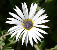 White Arctotis Grandis Seeds for Planting | Stunning Flower Seeds for Your Garden