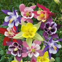 Mixed Colour Aquilegia Flower Seeds for Planting Bright Blooms Heirloom & GMO Free Seeds for Home Garden
 
 Sale