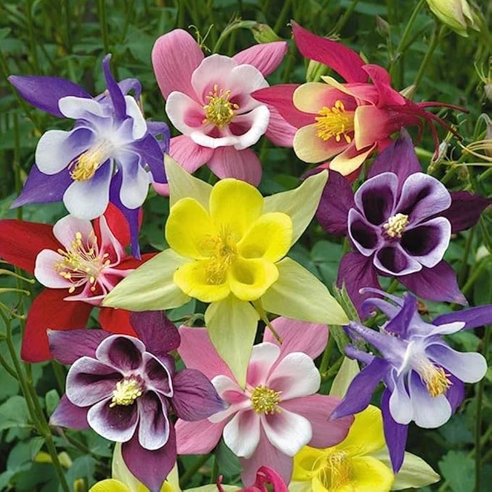 Mixed Aquilegia Flower seeds for Planting Garden Favorite Heirloom & GMO Free Seeds for Home Garden 
 
 Sale