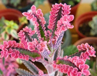 Brown Kalanchoe Bonsai Flower seeds for Planting - Cut Flower Favorite, Heirloom & GMO Free Seeds for Home Garden