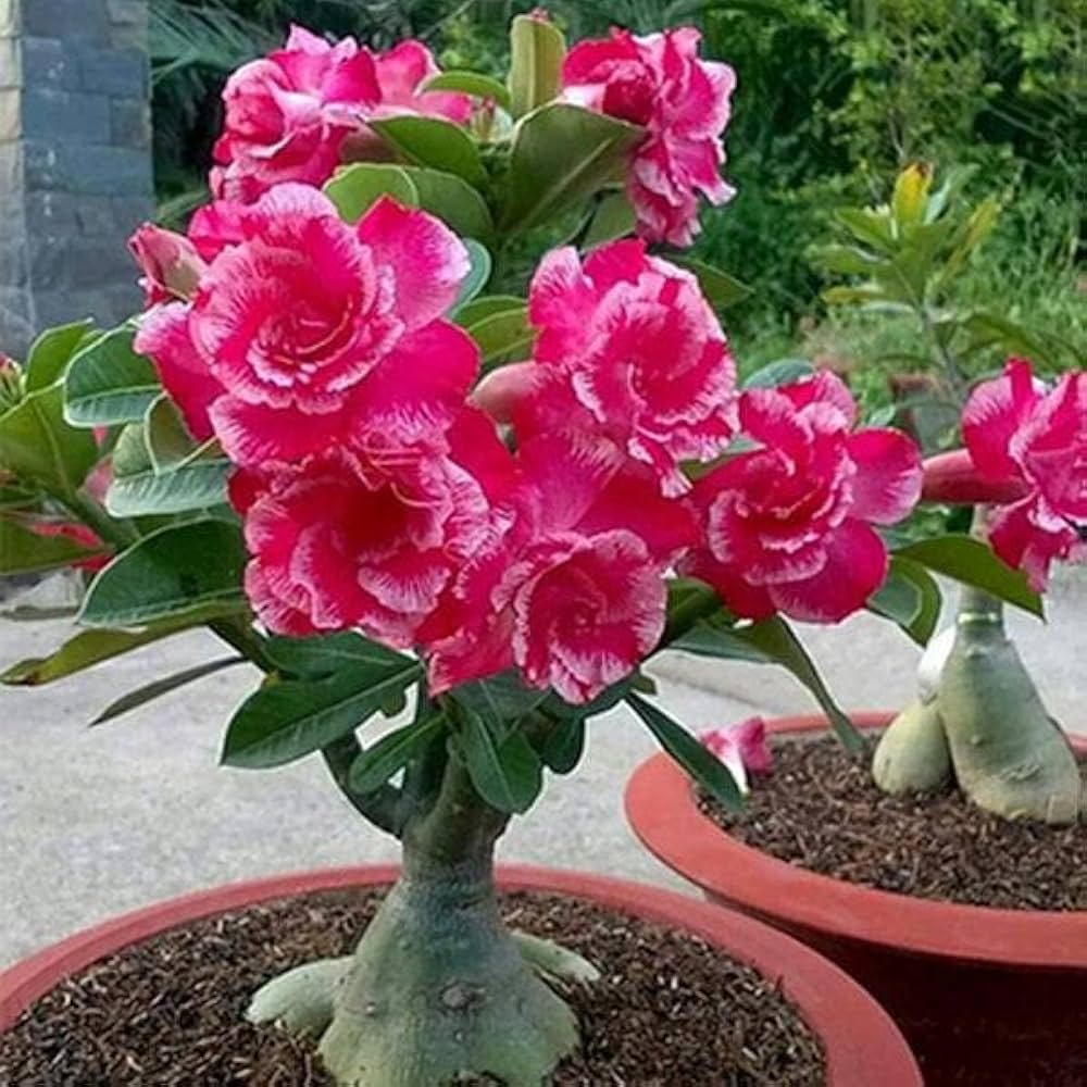 Adenium Flower seeds for Planting Cut Flower Favorite Heirloom & GMO Free Seeds for Home Garden
